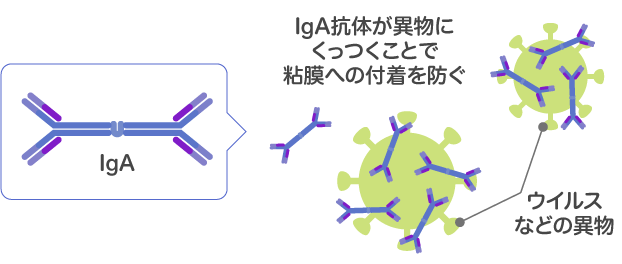 IgA抗体がウイルスなどの異物にくっつくことで粘膜への付着を防ぐ