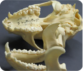肉食獣のような犬歯と草食に適した臼歯が共存