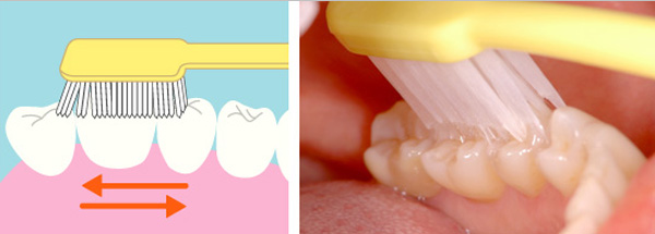 奥歯の噛む面の溝に歯ブラシの毛先を当て小刻みに振動する。