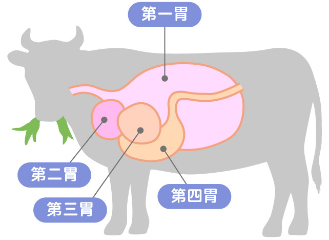 4つの胃の位置