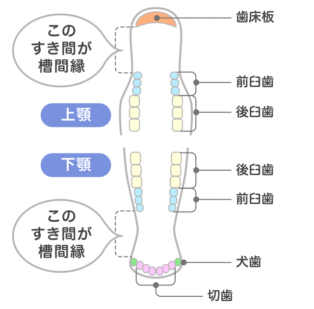 歯の間には大きなすき間がある