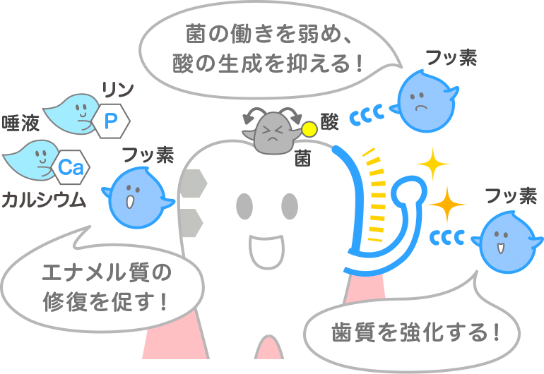 “歯の抵抗力”を高めることができる