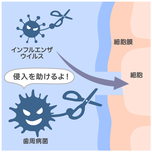 歯周病菌がインフルエンザウイルスの侵入を助ける