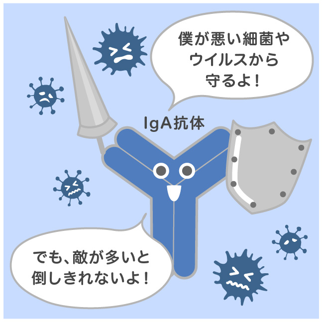 IgA抗体の敵が増えると防衛が困難になる