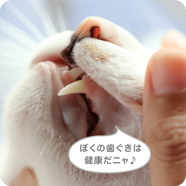 ぼくの歯ぐきは健康だニャ
