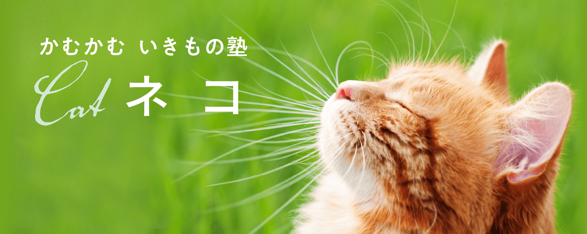 かむかむ　いきもの塾　ネコ