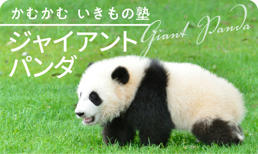 かむかむいきもの塾