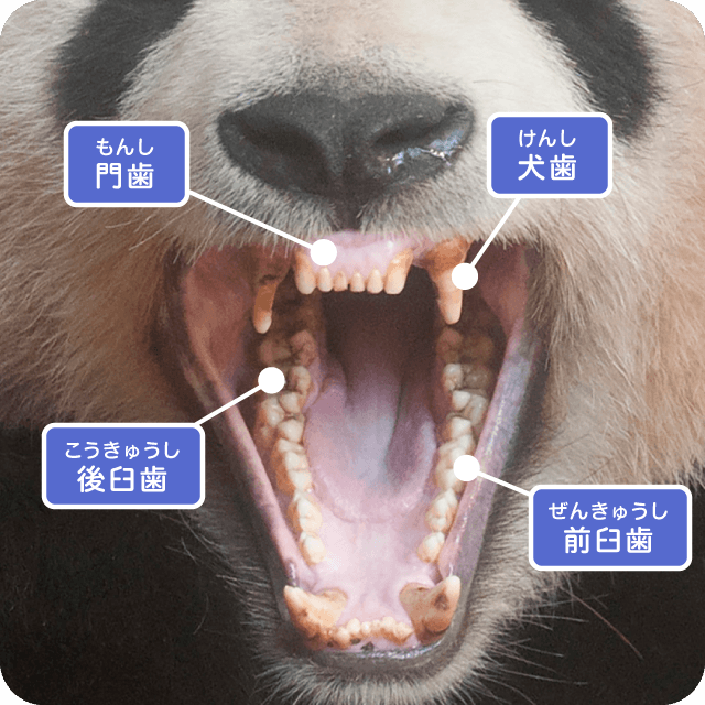 パンダの門歯・犬歯・前臼歯・後臼歯