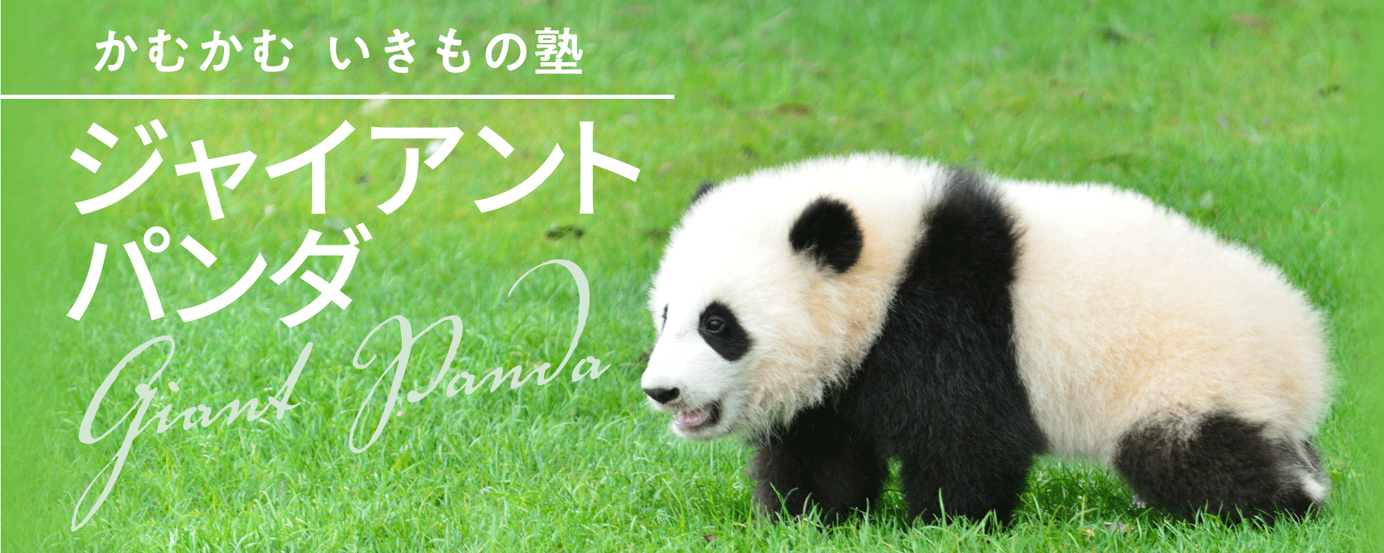 かむかむ　いきもの塾　ジャイアントパンダ