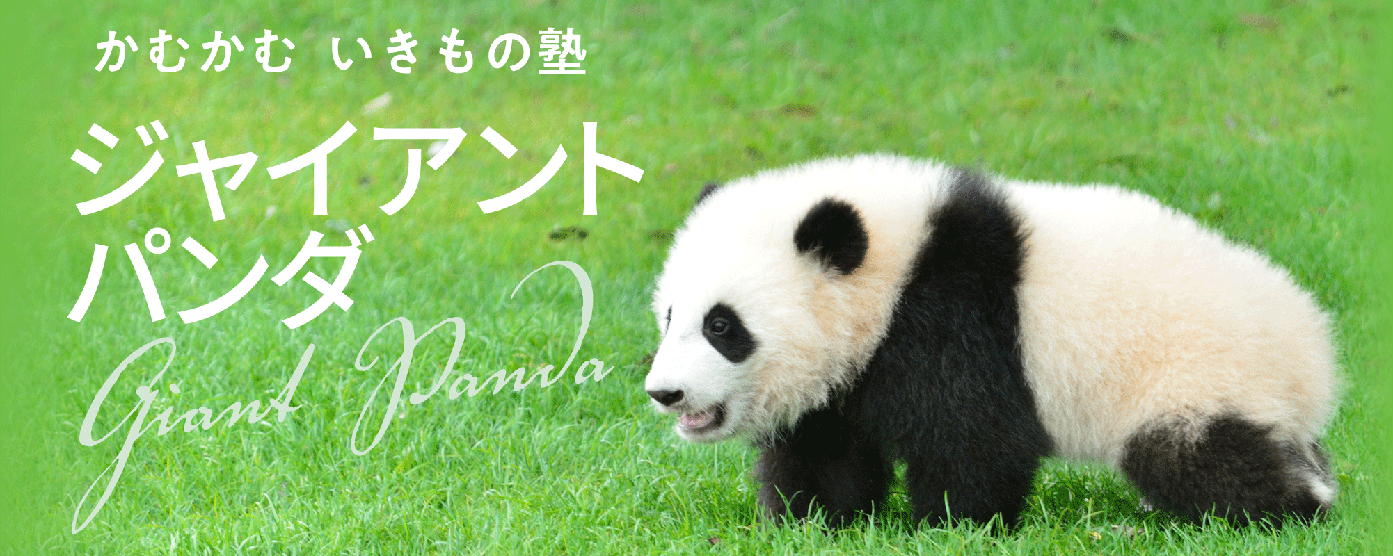 かむかむ　いきもの塾　ジャイアントパンダ