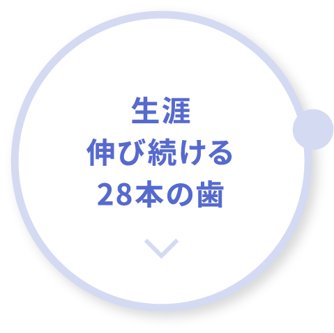 生涯伸び続ける28本の歯