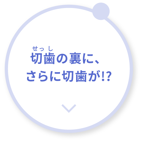 切歯(せっし)の裏に、さらに切歯が!?