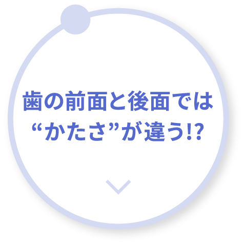 歯の前面と後面では“かたさ”が違う!?