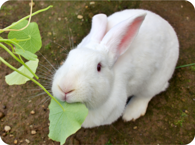 草を食むウサギ