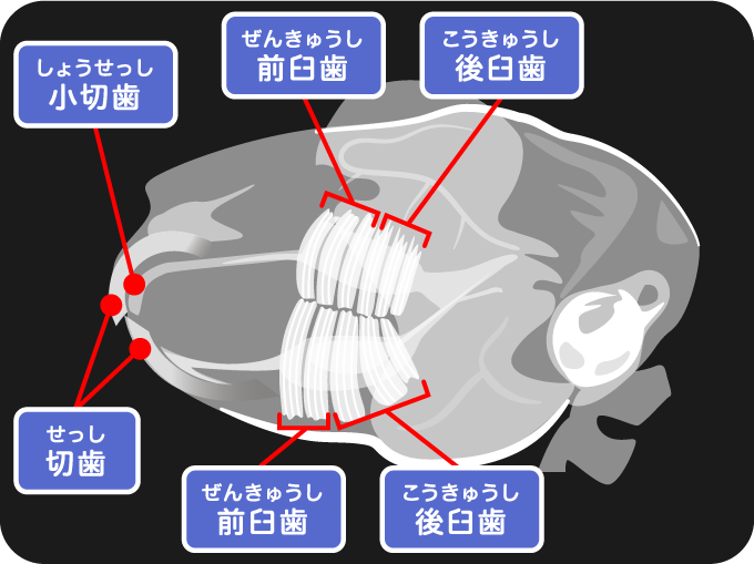 ウサギの小切歯(しょうせっし)・前臼歯(ぜんきゅうし)・後臼歯(こうきゅうし)・切歯(せっし)・前臼歯(ぜんきゅうし)・後臼歯(こうきゅうし)