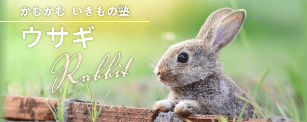 かむかむ いきもの塾 ウサギ