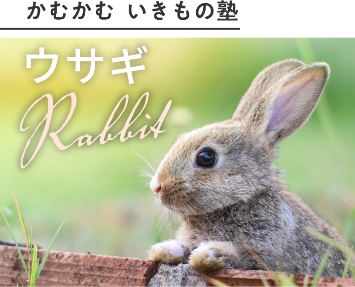 かむかむ　いきもの塾　ウサギ