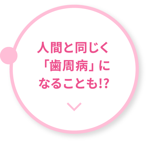 人間と同じく「歯周病」になることも!?