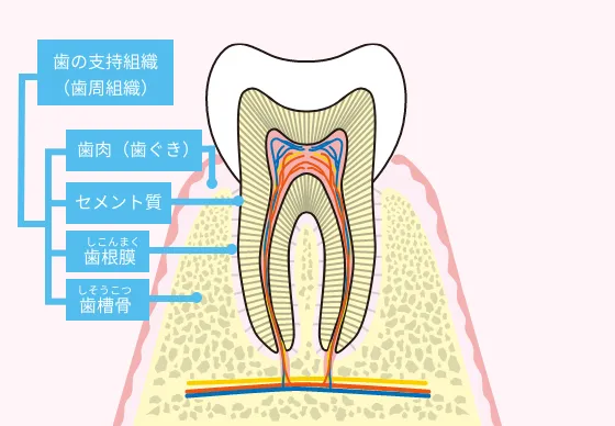 歯の支持組織（歯周組織） 歯肉（歯ぐき） セメント質 歯根膜 歯槽骨