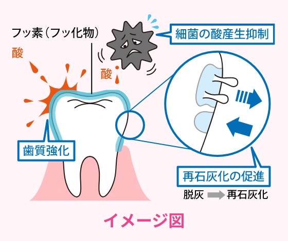 フッ素の働きのイメージ図