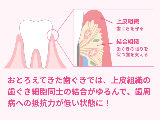 おとろえてきた歯ぐきでは、上皮組織の歯ぐき細胞同士の結合がゆるんで、歯周病への抵抗力が低い状態に！