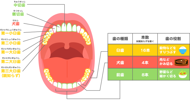 歯 の 本数