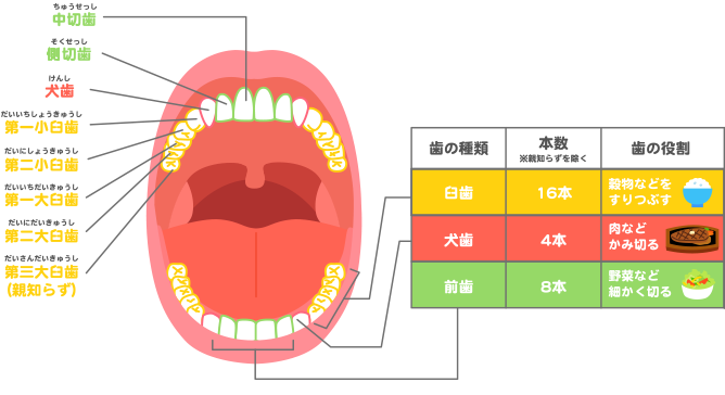 歯科から食育 歯とお口のことなら何でもわかる テーマパーク80