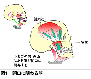 筋肉の働き 歯とお口のことなら何でもわかる テーマパーク80