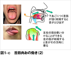 舌を噛んで寝る