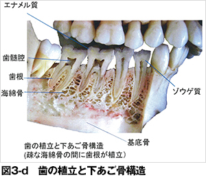 歯 と 骨 の 違い