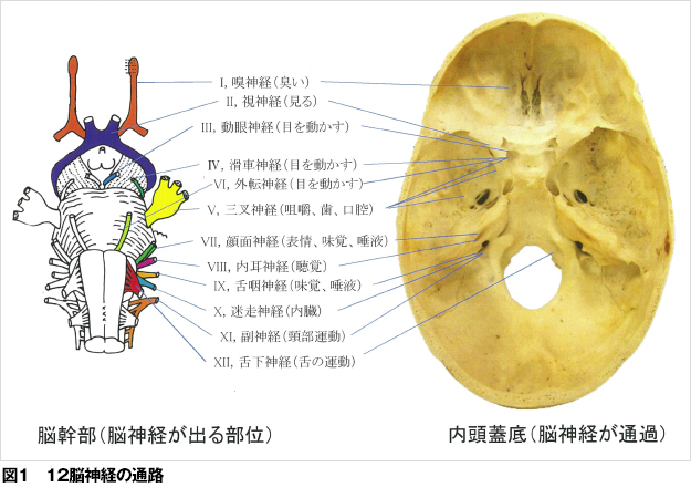 神経 歯とお口のことなら何でもわかる テーマパーク8020