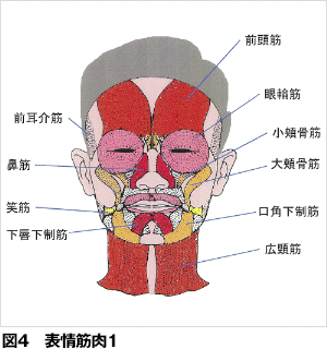 筋肉の働き 歯とお口のことなら何でもわかる テーマパーク80