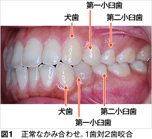 歯 の 噛み 合わせ 正しい 位置