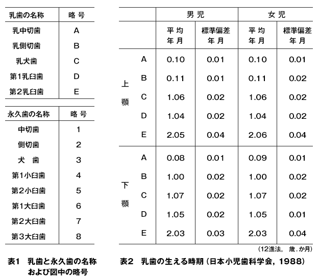 歯とお口の発生と育ち方 歯とお口のことなら何でもわかる テーマパーク80