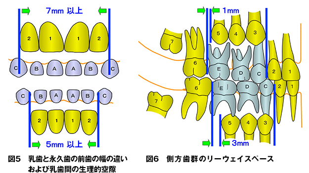 乳歯　永久歯　大きさ　比較